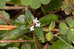 Woodland false buttonweed